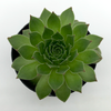 Sempervivum 'Pacific Hazy Embers' for sale at East Austin Succulents