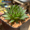 Sempervivum 'Pacific Hazy Embers' for sale at East Austin Succulents