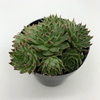 Sempervivum 'Hens & Chicks' [Cluster] for sale at East Austin Succulents