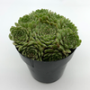 Sempervivum 'Hens & Chicks' [Cluster] for sale at East Austin Succulents