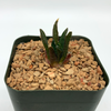 Ariocarpus scapharostrus for sale at East Austin Succulents