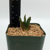 Ariocarpus scapharostrus for sale at East Austin Succulents