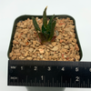 Ariocarpus scapharostrus for sale at East Austin Succulents