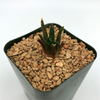 Ariocarpus scapharostrus for sale at East Austin Succulents