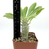 Pachypodium saundersii for sale at East Austin Succulents