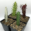 "Euphorbia Euphoria" 4-Pack for sale at East Austin Succulents