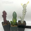 Euphorbia 3-Pack