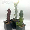 Euphorbia 3-Pack