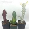 Euphorbia 3-Pack