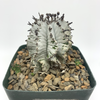 Euphorbia horrida white clone for sale at East Austin Succulents