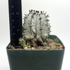 Euphorbia horrida white clone for sale at East Austin Succulents
