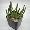 Euphorbia flanaganii for sale at East Austin Succulents