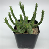 Euphorbia flanaganii for sale at East Austin Succulents