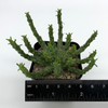 Euphorbia flanaganii for sale at East Austin Succulents