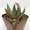 Aloe ferox 'Bitter Aloe' for sale at East Austin Succulents