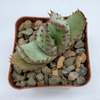 Aloe ferox 'Bitter Aloe' for sale at East Austin Succulents