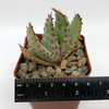 Aloe ferox 'Bitter Aloe' for sale at East Austin Succulents