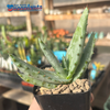 Aloe ferox 'Bitter Aloe' for sale at East Austin Succulents
