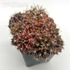 Gymnocalycium hybrid cluster