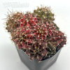 Gymnocalycium hybrid cluster