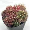 Gymnocalycium hybrid cluster
