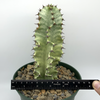 Euphorbia ammak variegata [Small] for sale at East Austin Succulents