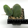 Trichocereus bridgesii monstrose 'Penis Cactus' -  Superfat Short Spine Clone for sale at East Austin Succulents