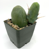 Trichocereus bridgesii monstrose 'Penis Cactus' -  Superfat Short Spine Clone for sale at East Austin Succulents