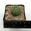 Rebutia deminuta subs. kupperiana for sale at East Austin Succulents