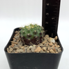 Rebutia deminuta subs. kupperiana for sale at East Austin Succulents