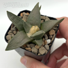Ariocarpus retusus