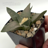 Ariocarpus retusus