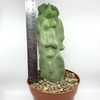 Lophocereus schottii monstrose 'Major Totem Pole Cactus' [Large]