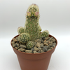 Mammillaria elongata for sale at East Austin Succulents