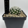 Mammillaria duwel for sale at East Austin Succulents