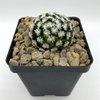 Mammillaria duwel for sale at East Austin Succulents