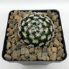 Mammillaria duwel for sale at East Austin Succulents