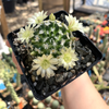 Mammillaria duwel for sale at East Austin Succulents