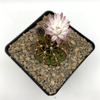 Gymnocalycium damsii rubores for sale at East Austin Succulents