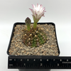 Gymnocalycium damsii rubores for sale at East Austin Succulents