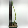 Dorstenia zanzibarica for sale at East Austin Succulents