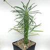 Euphorbia clava x. bubalina