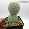 Tephrocactus geometricus for sale at East Austin Succulents
