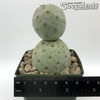 Tephrocactus geometricus for sale at East Austin Succulents