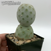 Tephrocactus geometricus for sale at East Austin Succulents