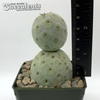 Tephrocactus geometricus for sale at East Austin Succulents