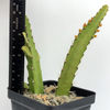 Rhipsalis monacanthum for sale at East Austin Succulents