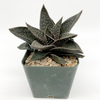 Gasteraloe limpopo for sale at East Austin Succulents