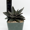 Gasteraloe limpopo for sale at East Austin Succulents