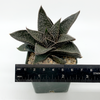 Gasteraloe limpopo for sale at East Austin Succulents